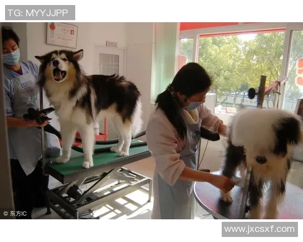 足球明星们的宠物生活揭秘:他们与爱犬爱猫的温馨时光 足球明星们的宠物生活揭秘:他们与爱犬爱猫的温馨时光